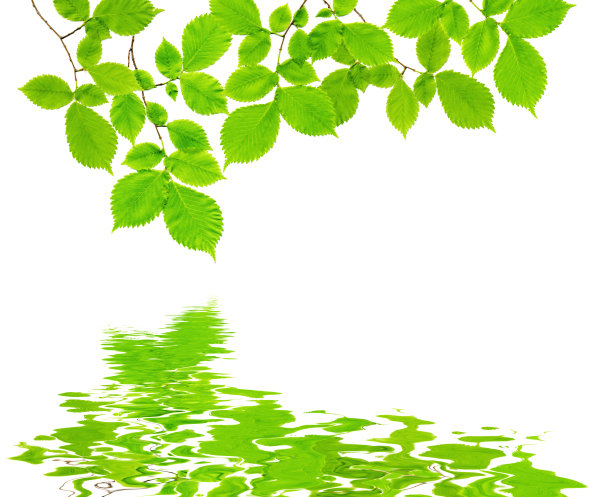 树枝上的绿叶倒映在水中图片下载