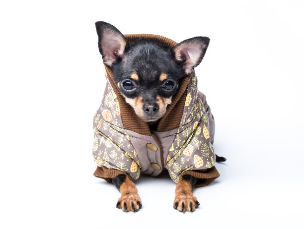 装扮成白色背景的玩具梗狗图片下载