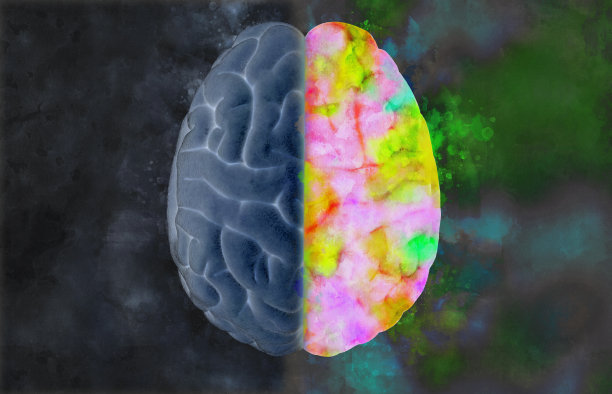 带有左右功能概念的脑插图图片下载