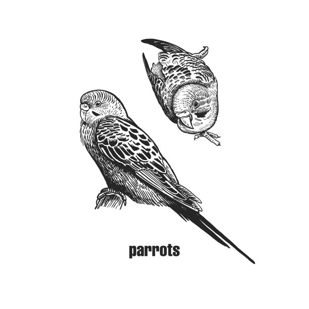 现实的鸟波浪鹦鹉。黑白图形。图片下载