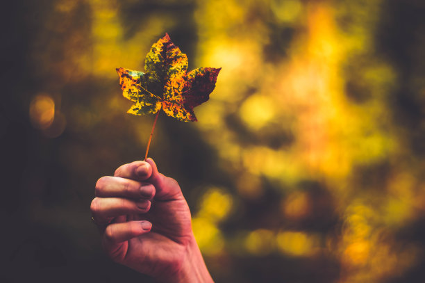 一张照片从侧叶在橙色棕色秋天的颜色。非常blury背景。图片下载