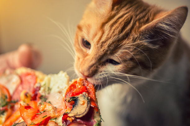 毛茸茸的小红猫正在吃大披萨。图片下载