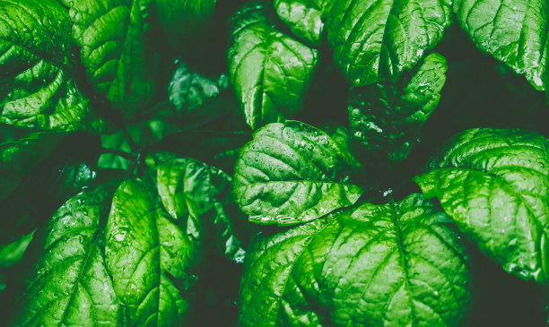 下雨天的绿叶。图片下载