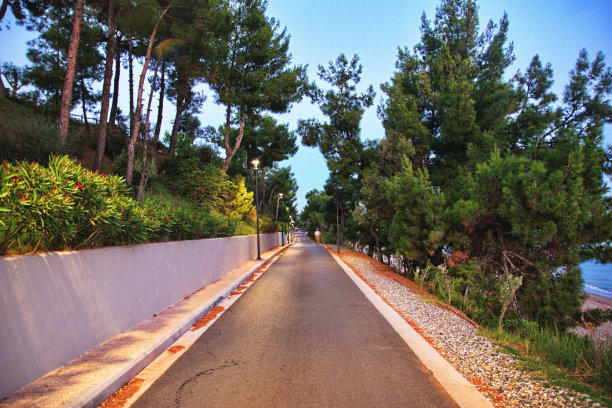 道路和树木图片下载