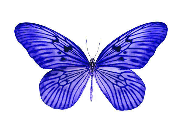 美丽的蝴蝶蓝孤立在白色的背景图片下载