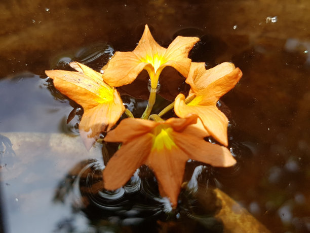 橙色的花图片下载
