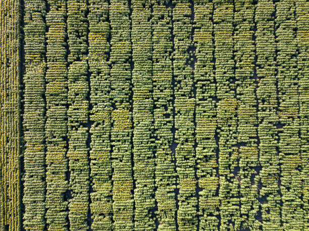 全景鸟瞰图从无人机到美丽的黄绿色田野与向日葵在夏天的一天。图片下载