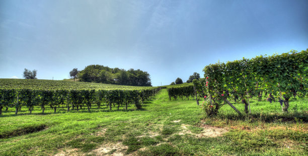 带葡萄树的乡村景观图片下载