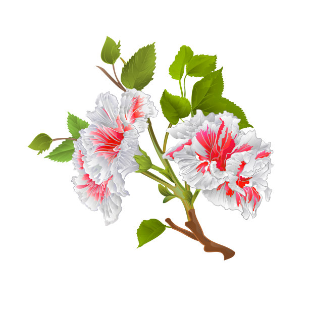 枝白色的木槿热带花在白色的背景上，复古的矢量植物插图可编辑图片下载