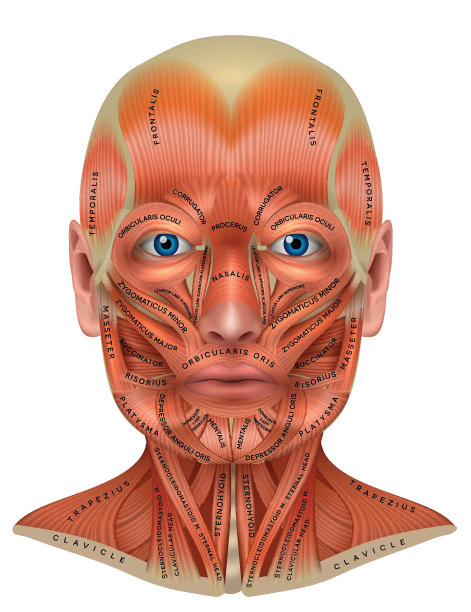 面部与颈部肌肉图片下载
