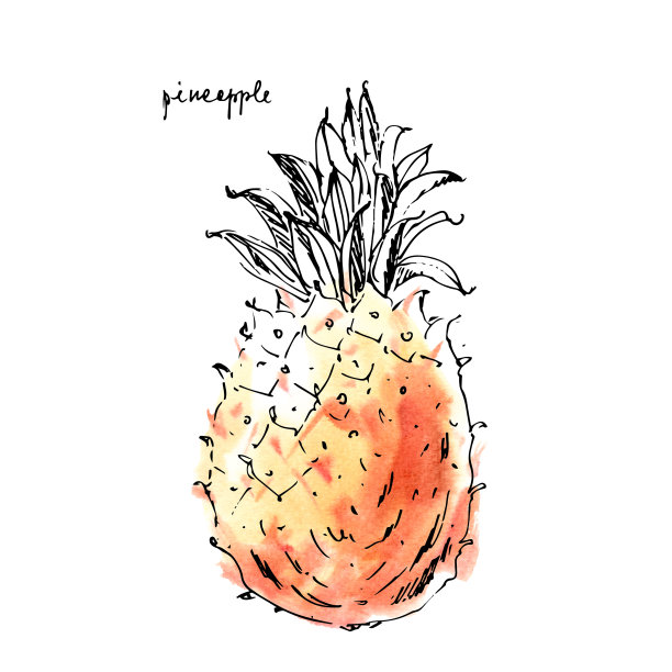 手绘水墨画水果。图片下载