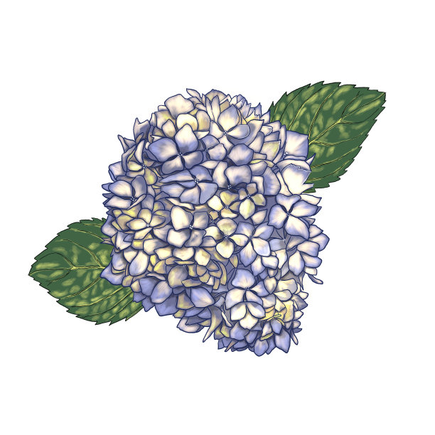 绣球花的数字插图图片下载