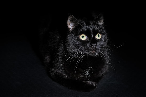 美丽的小黑猫在黑色的背景图片下载