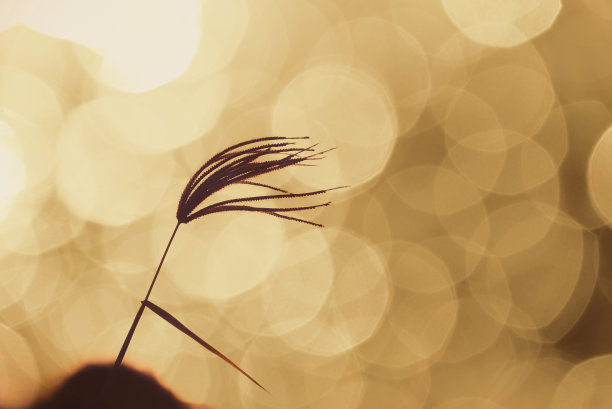 花杂草背光在晚上与散景的背景。植物被风吹弯。Instagram过滤颜色。图片下载