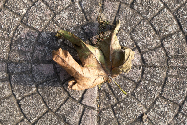 秋天在鹅卵石上晒干了叶子图片下载