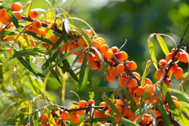 沙棘在花园里图片下载