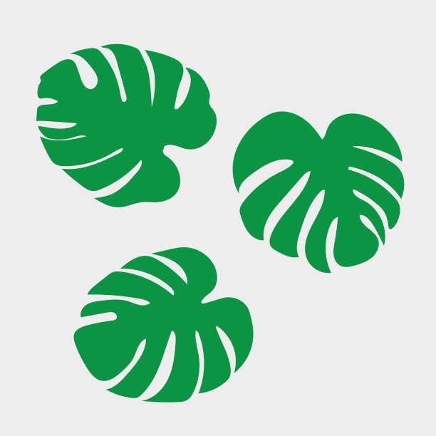 棕榈树的叶子，热带植物图片下载