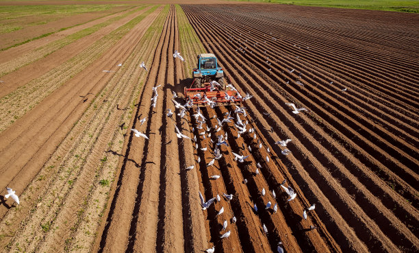 农民在拖拉机上播种粮食。饥饿的鸟儿在拖拉机后面飞翔，吃着耕地上的谷物。图片下载
