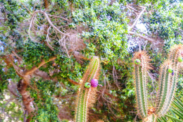 开花的仙人掌图片下载