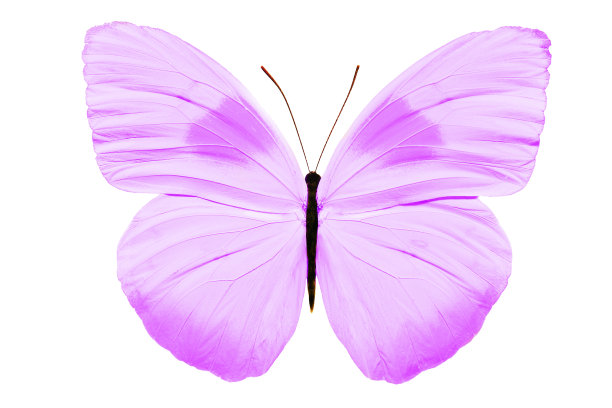 美丽的蝴蝶孤立在白色的背景上图片下载