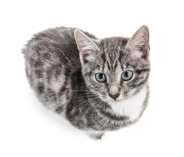 可爱的小灰猫图片下载