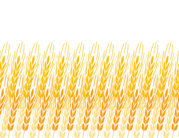 小麦收获背景与拷贝空间图片下载