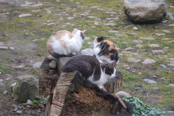 三只猫坐在院子里的木头上。图片下载
