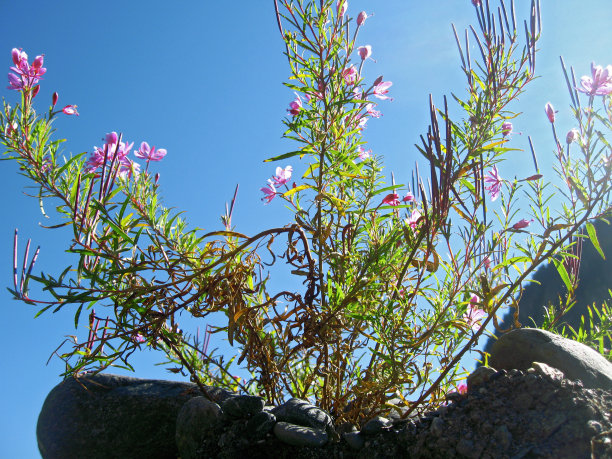 粉红色的花和山景。高加索地区夏季图片下载