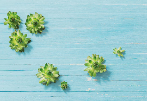 多肉植物在古老的蓝色木制背景图片下载