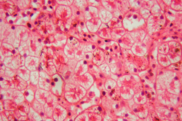 青蛙肝脏细胞切片的显微镜照片图片下载