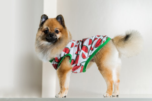 可爱的波美拉尼亚的狗图片下载