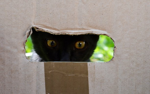 猫在看窗外图片下载