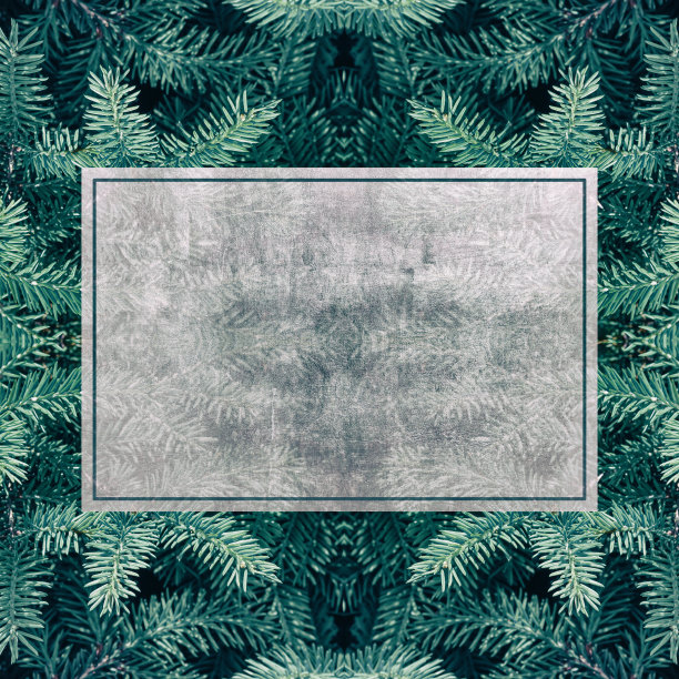 背景针叶常绿冷杉树图片下载