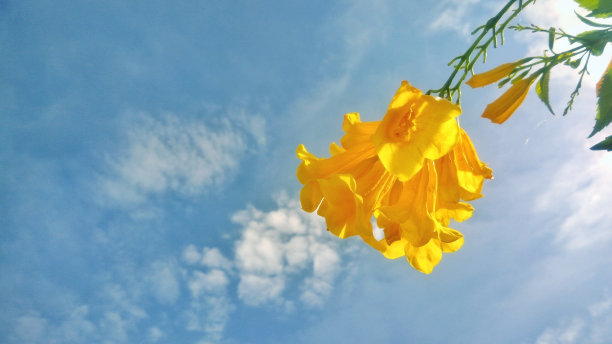 黄色的花和蓝色的天空图片下载