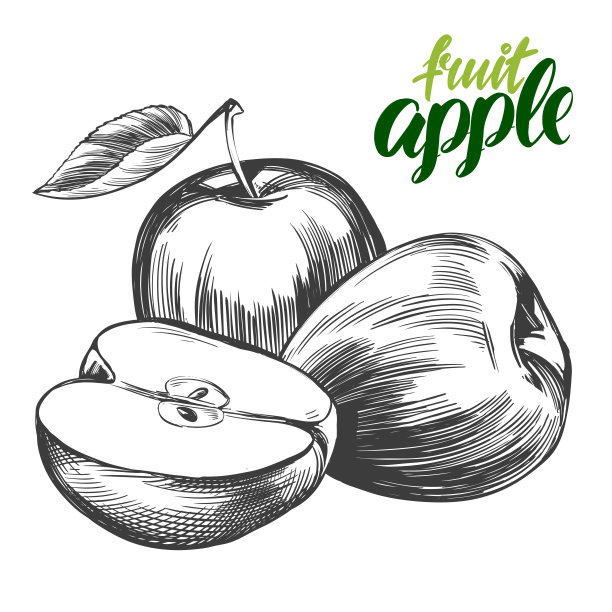 手绘苹果水果矢量图草稿图片下载