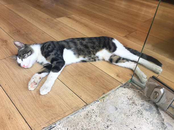 伊斯坦布尔塔克西姆一家商店门口，一只流浪猫正在睡觉。图片下载