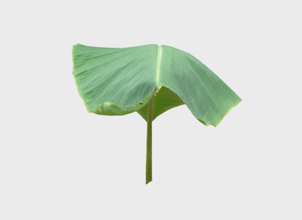 香蕉叶子。孤立的白色背景与剪辑路径。图片下载