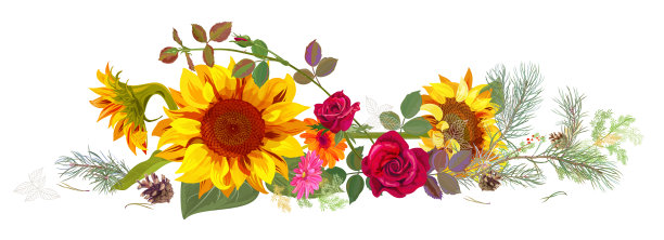水平的秋天的边界:向日葵，粉红色，红色的玫瑰，雏菊花，松枝，球果在白色的背景。数字绘图，插图水彩风格，全景视图，矢量素材图片