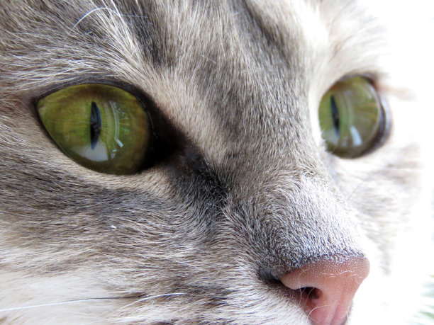 绿眼睛的猫图片下载