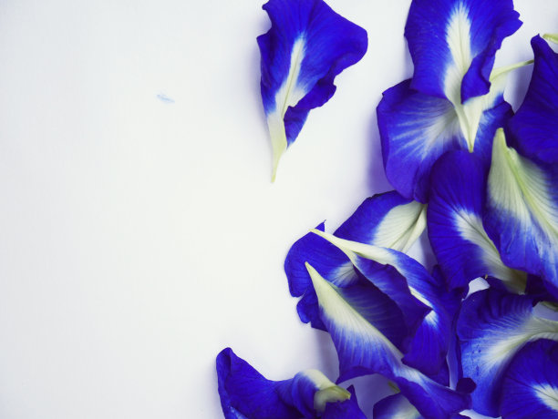 白色背景上的美丽蓝色豌豆花叶图片下载