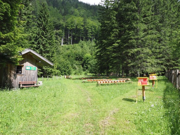 卑尔根的Honigbienen -山上的蜜蜂图片下载