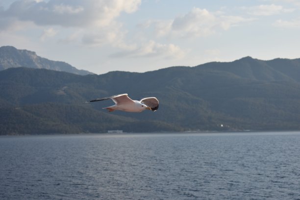 希腊萨索斯岛附近的爱琴海上空，海鸥在飞翔图片下载
