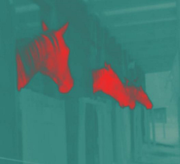 热红外图像在马厩，马头在马厩门外图片下载