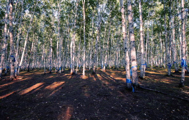 夏季白桦林图片下载