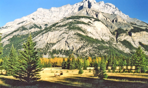 秋天的颜色靠近班夫与公牛麋鹿交叉的田野图片下载