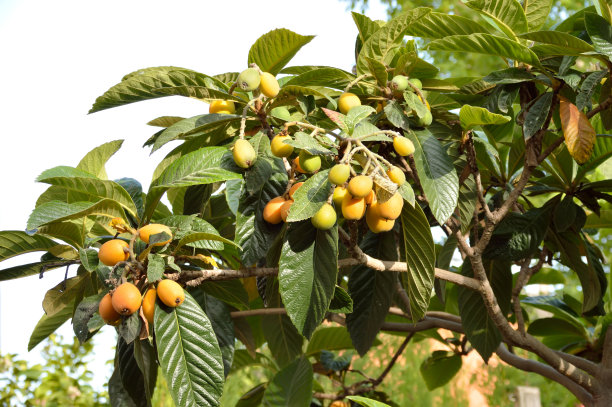 树上的枇杷图片下载