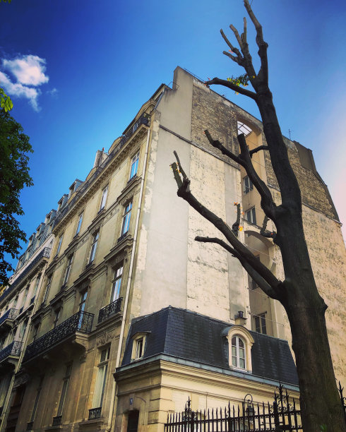 巴黎建筑与干树图片下载