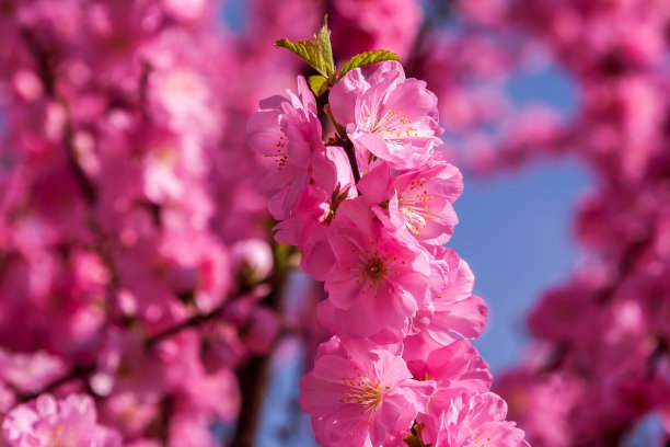 樱花，樱花，樱花树。樱花盛开的图片下载