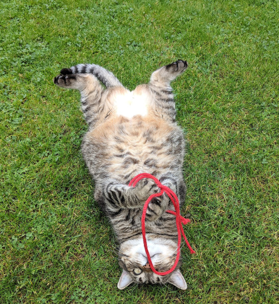 肚子了!图片下载