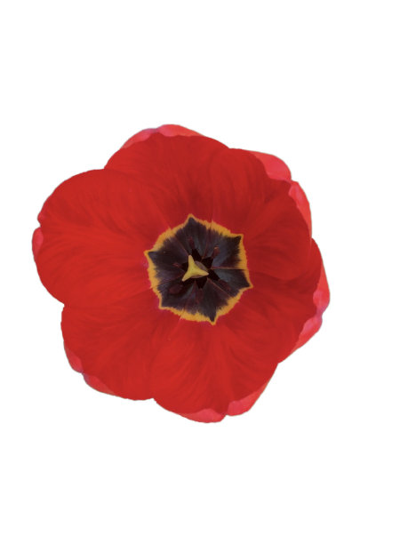 白底红花图片下载